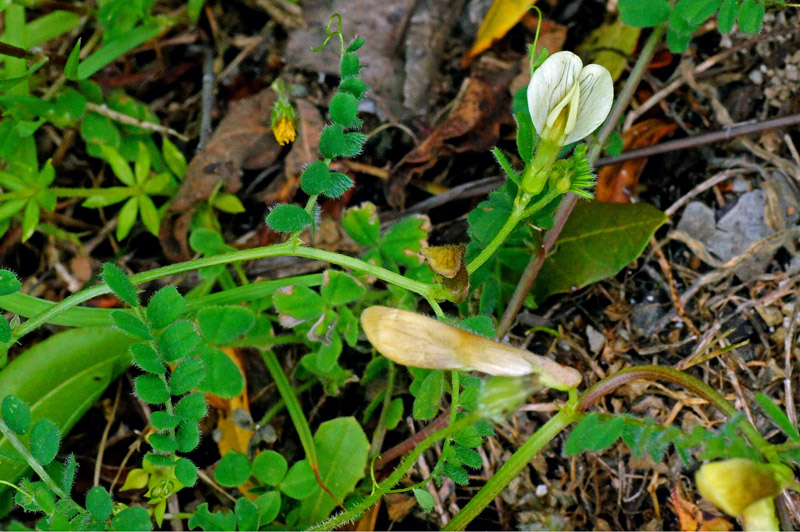 Vicia hybrida